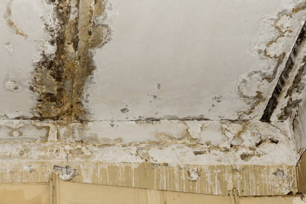Best Attic Mold Removal  in Reliez Valley, CA