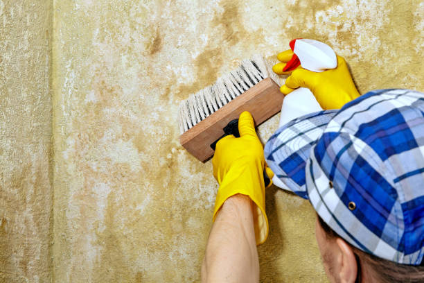 Best Real Estate Mold Inspection  in Reliez Valley, CA
