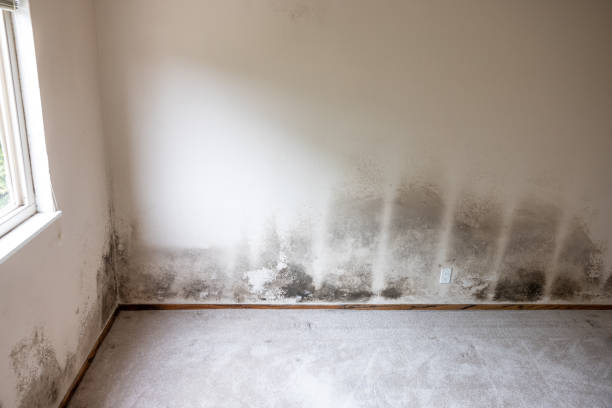 Best Comprehensive Air Testing for Mold Contaminants  in Reliez Valley, CA